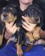 Black and Tan Coonhound Puppies for sale in Houston, TX, USA. price: $400