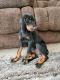 Black and Tan Coonhound Puppies for sale in Pueblo, CO, USA. price: NA