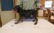 Black and Tan Coonhound Puppies for sale in 114-34 121st St, Jamaica, NY 11420, USA. price: NA