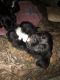 Black and Tan Coonhound Puppies for sale in 7160 Lazy Trail, Hillsboro, OH 45133, USA. price: NA