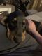 Black and Tan Coonhound Puppies for sale in Walker, LA, USA. price: NA