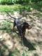 Black and Tan Coonhound Puppies for sale in Fairlee, VT, USA. price: $500