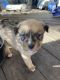 Black and Tan Terrier Puppies for sale in Humble, TX, USA. price: $50