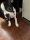 Black and Tan Terrier Puppies for sale in Hillside, NJ 07205, USA. price: NA