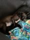 Black and Tan Terrier Puppies for sale in Palm Bay, FL, USA. price: $450