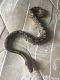 Black-headed python Reptiles for sale in San Angelo, TX, USA. price: NA