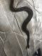 Black-headed python Reptiles