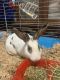 Black Jackrabbit Rabbits for sale in Gainesville, GA, USA. price: NA