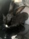 Black Jackrabbit Rabbits for sale in Las Vegas, NV, USA. price: NA
