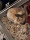 Black Jackrabbit Rabbits for sale in North Las Vegas, NV, USA. price: $60