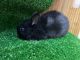 Black Jackrabbit Rabbits for sale in Miami, FL, USA. price: NA