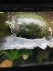Black-knobbed Map Turtle Reptiles