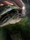 Black-knobbed Map Turtle Reptiles