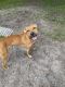 Black Mouth Cur Puppies for sale in Oviedo, FL, USA. price: $200