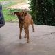 Black Mouth Cur Puppies for sale in Bogalusa, LA 70427, USA. price: NA