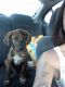 Black Mouth Cur Puppies for sale in Pensacola, FL 32506, USA. price: NA
