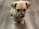 Black Mouth Cur Puppies for sale in Bridgeboro, GA 31705, USA. price: NA
