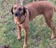 Black Mouth Cur Puppies for sale in Germansville, PA 18053, USA. price: $50
