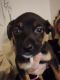 Black Mouth Cur Puppies for sale in Muncie, IN 47302, USA. price: $100