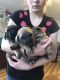Black Mouth Cur Puppies for sale in Auburn, NY 13021, USA. price: $500