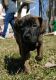 Black Mouth Cur Puppies for sale in Vernon Township, NJ, USA. price: NA
