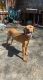 Black Mouth Cur Puppies for sale in Loganville, GA 30052, USA. price: NA