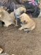 Black Mouth Cur Puppies for sale in Kingsland, TX 78639, USA. price: NA