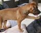 Black Mouth Cur Puppies for sale in Zephyrhills, FL 33540, USA. price: NA