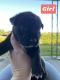 Black Mouth Cur Puppies for sale in Roanoke, AL 36274, USA. price: NA