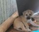 Black Mouth Cur Puppies for sale in George West, TX 78022, USA. price: $100
