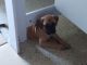 Black Mouth Cur Puppies for sale in Seminole, FL 33772, USA. price: $400