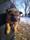 Black Mouth Cur Puppies for sale in Burley, ID, USA. price: NA