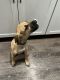 Black Mouth Cur Puppies for sale in Springfield, IL, USA. price: NA