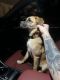 Black Mouth Cur Puppies for sale in Junction City, KS, USA. price: NA