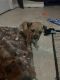 Black Mouth Cur Puppies for sale in Zephyrhills, FL 33544, USA. price: NA