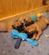 Black Mouth Cur Puppies for sale in Hoschton, GA 30548, USA. price: $500