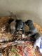 Black Mouth Cur Puppies