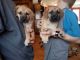 Black Mouth Cur Puppies for sale in Burke, NY 12917, USA. price: $450