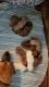 Black Mouth Cur Puppies for sale in Burke, NY 12917, USA. price: NA