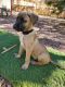 Black Mouth Cur Puppies for sale in Colorado Springs, CO, USA. price: $300