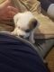 Black Mouth Cur Puppies for sale in Troy, OH 45373, USA. price: $200