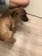 Black Mouth Cur Puppies for sale in Athens, TX, USA. price: $190