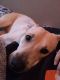 Black Mouth Cur Puppies for sale in Midland, TX, USA. price: $150
