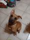 Black Mouth Cur Puppies for sale in Copperas Cove, TX 76522, USA. price: $200