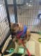 Black Mouth Cur Puppies for sale in Leander, TX 78641, USA. price: $500
