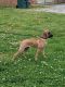 Black Mouth Cur Puppies for sale in Lebanon, TN, USA. price: NA