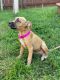 Black Mouth Cur Puppies for sale in Arlington, TX, USA. price: $400