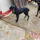 Black Norwegian Elkhound Puppies