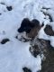 Black Norwegian Elkhound Puppies