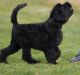 Black Russian Terrier Puppies for sale in Rzeszow, Poland. price: 6500 PLN
